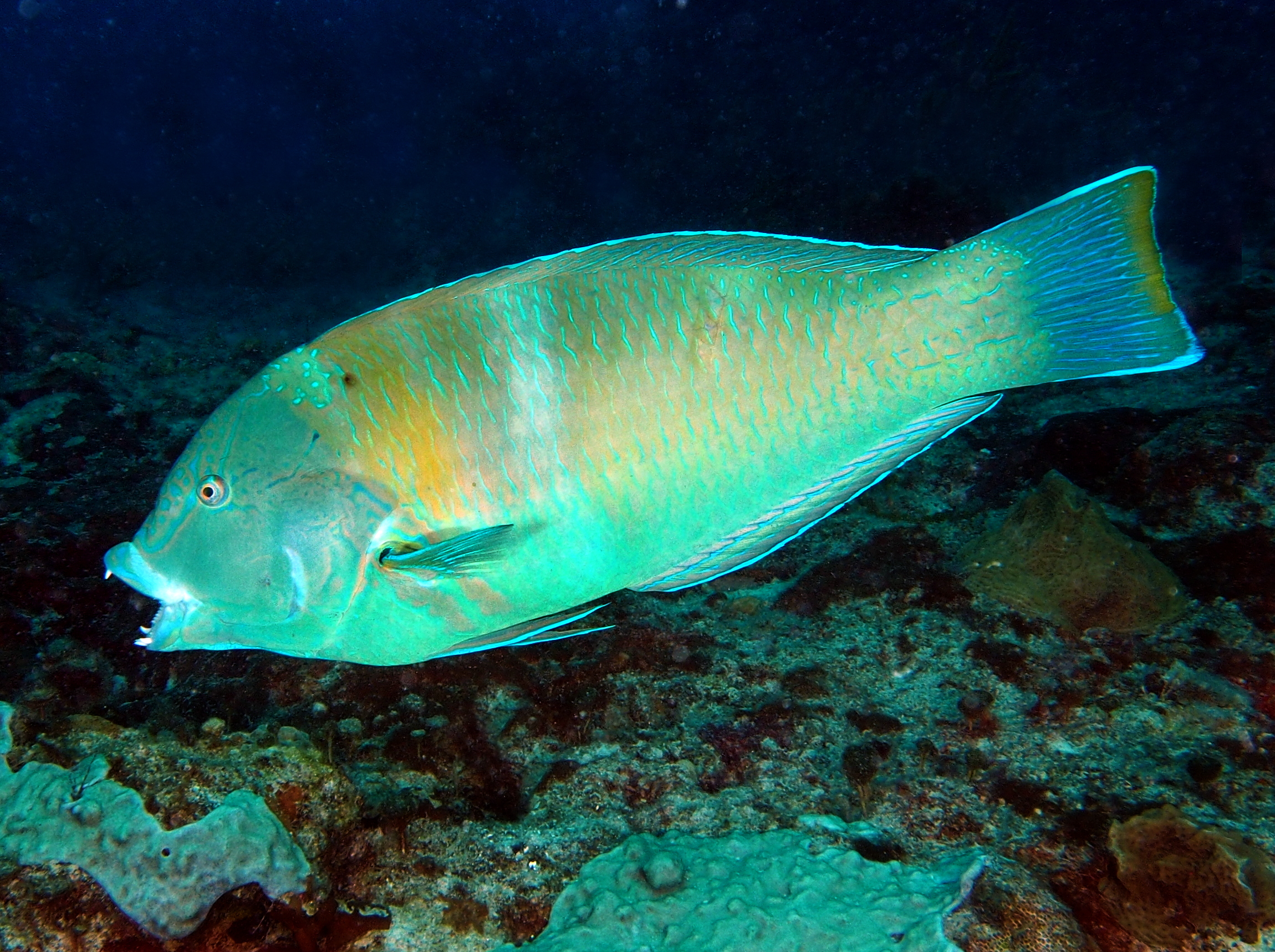 Puddingwife